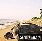 Животные, использующие теплый песок для высиживания яиц