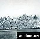 Animali che vivono su ghiacciai e iceberg
