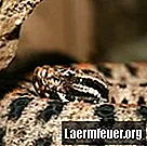 Hjemmelavede modgift mod slangegift