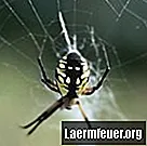 Sárga pókok, amelyek veszélyesek az emberre