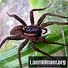 Almindelige husholdnings edderkopper og deres parringsvaner