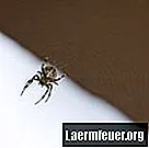 Les araignées montent-elles sur les lits?