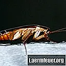 普通のゴキブリは噛みますか？
