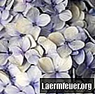 Vzroki za rumene liste in rjave lise v hortenzijah