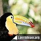 Uccelli della foresta pluviale che mangiano i serpenti