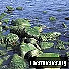 Ciri umum antara cyanobacteria dan alga biru