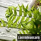 Характеристика папоротников, голосеменных и покрытосеменных растений