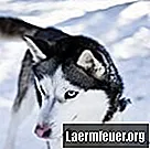 Årsager til øjenfarver hos en sibirisk husky