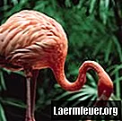 Gjør virkelig å spise reker flamingoer rosa?