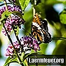 Come si inserisce la farfalla nella rete alimentare?