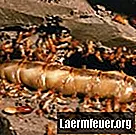 Hur man hittar termitdrottningen