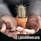 Kā palīdzēt mazam mirstošam kaktusam