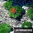 Hvordan mate en sjøstjerne i et saltvannsakvarium