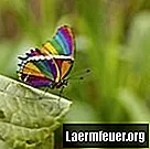 Hvordan reproduserer sommerfugler?