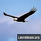 Како орлови науче да лете?