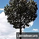 Hoe de hoogte van een boom te berekenen met behulp van sinus en cosinus