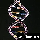 Hoe het percentage adenine in een DNA-streng te berekenen