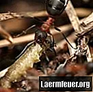 Hoe koninginnenwassende mieren te vangen