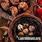 Cum să clocească ouăle de prepeliță?