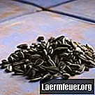 Come raccogliere i semi di girasole per il reimpianto