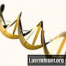 Kā izveidot trīsdimensiju DNS modeli