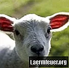 כיצד לשלוט בדיזנטריה אצל כבשים