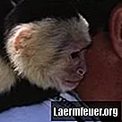 Cara membesarkan monyet capuchin bayi