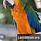 Hvordan avle papegøyer