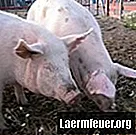 Hoe varkens te fokken nadat de zeug uitkomt