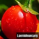 Як доглядати за засохлими помідорами