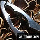Jak pěstovat lískové ořechy ze semen