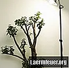 Come far crescere un albero di giada dai semi