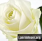 วิธีทำดอกกุหลาบสีขาวสีน้ำเงินโดยใช้สีผสมอาหาร