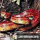 Jak poznać wiek węży zbożowych na podstawie ich długości