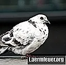 Jak określić płeć gołębia
