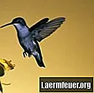 Hur man skiljer manliga och kvinnliga kolibrier