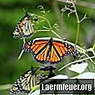 Как отличить бабочек монархов от бабочек наместника