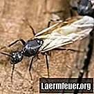 Як відрізнити термітів від літаючих мурах