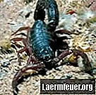Comment distinguer les scorpions mâles et femelles