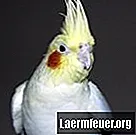 Come distinguere un cockatiel maschio da un cockatiel femmina
