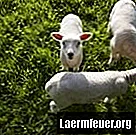 Hur man gör ett lamm suger
