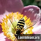 Cum se face o albină cu mingea din polistiren