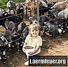 Как завести новорожденную козу в детской бутылочке