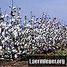 Hvordan høstes bomuld og gøres til stof?