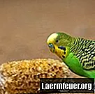 Kako razlikovati mušku parakeetu od ženske parakeet