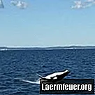 Hvordan bevæger en hval sig i havet?