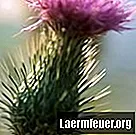 Cum se folosește cașul de flori de ciulin