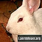 Běžné barvy očí králíka