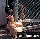 Rūpes par zīdainām vistām