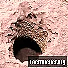 Τερμίτες σε γυψοσανίδες (ξηρός τοίχος)
